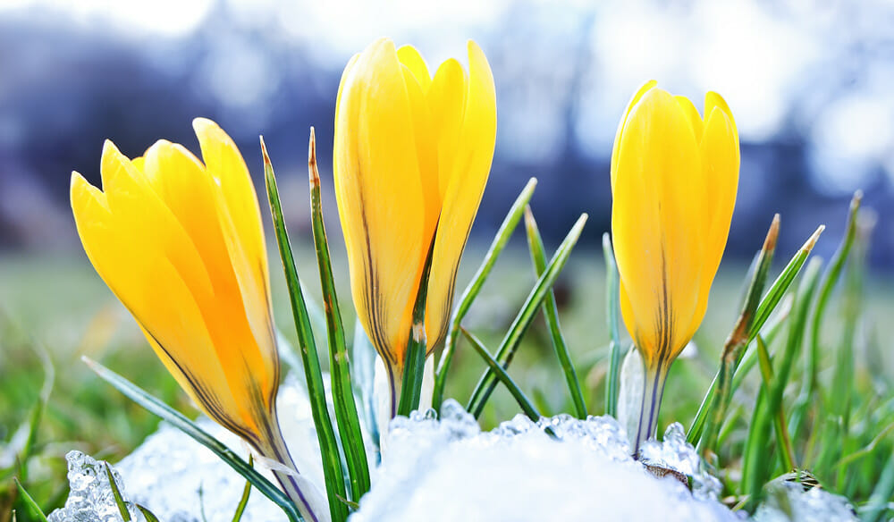 Attaining Peace through Forgiveness