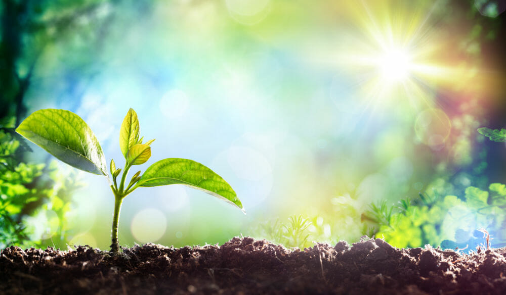 What Gardens Teach Us